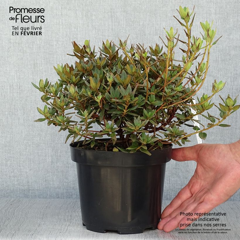 Exemplar von Rhododendron impeditum Ramapo - Zwerg-Rhododendron Topf mit 2L/3L wie im Herbst geliefert