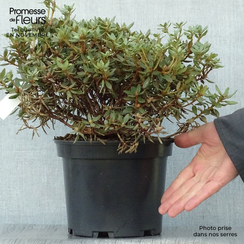 Exemplar von Rhododendron Rhododendron impeditum Topf mit 2L/3L wie im Herbst geliefert