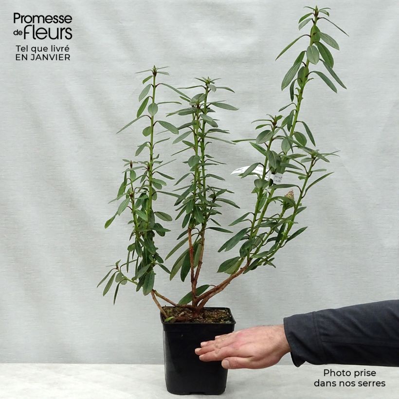 Exemplar von Rhododendron lindleyi Topf mit 4L/5L wie im Winter geliefert