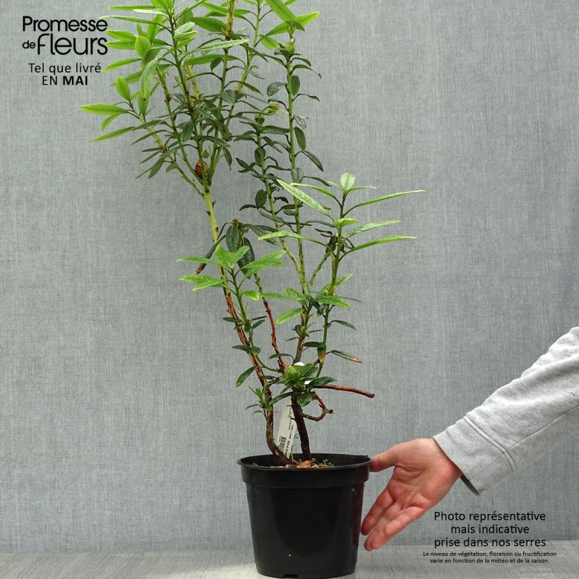 Exemplar von Rhododendron lindleyi Topf mit 4L/5L wie im Frühjahr geliefert