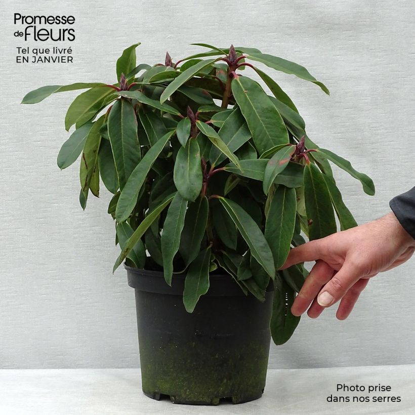Exemplar von Rhododendron loderi King George Topf mit 4L/5L wie im Winter geliefert