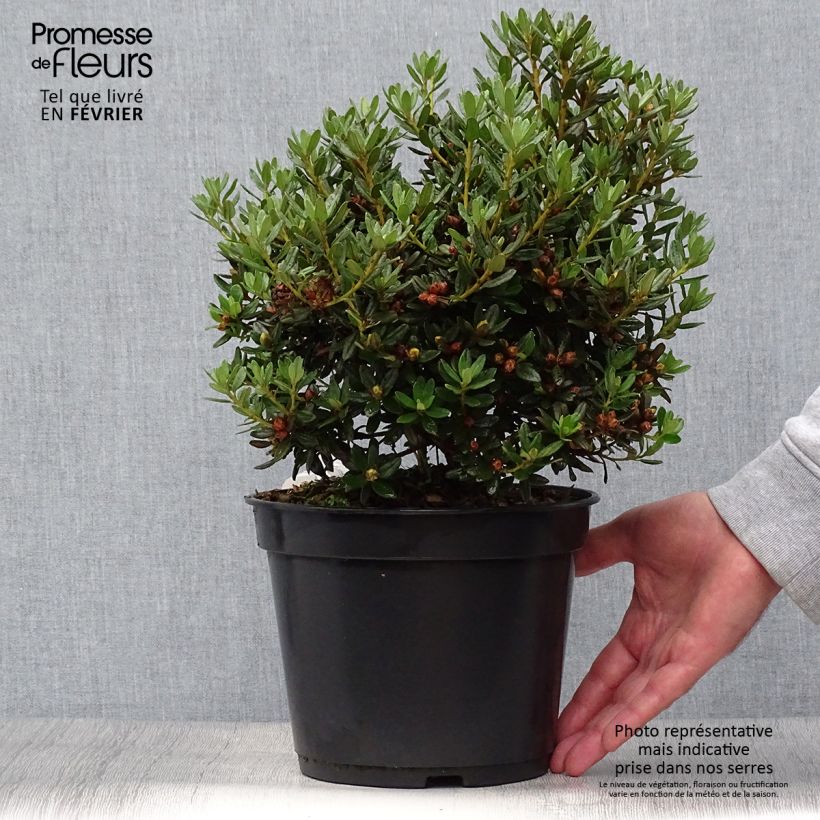 Exemplar von Rhododendron Azurika Topf mit 2L/3L wie im Herbst geliefert