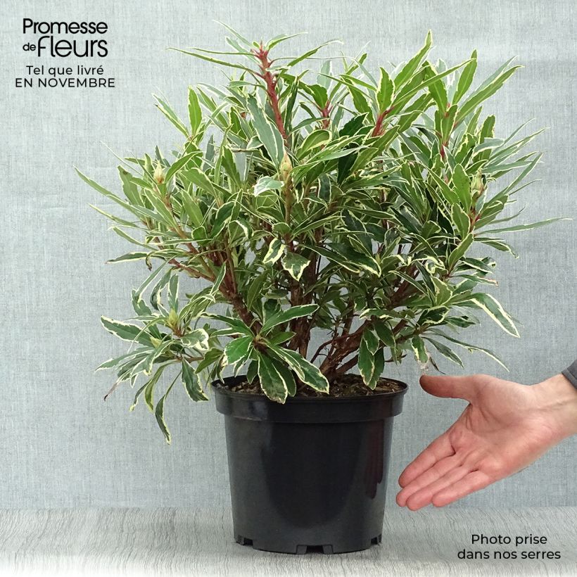Exemplar von Rhododendron ponticum Variegatum Topf mit 4L/5L wie im Herbst geliefert