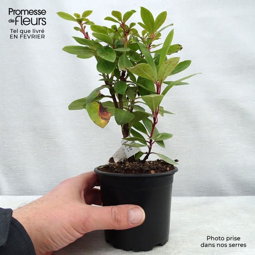 Exemplar von Rhododendron ponticum Topf 12 cm / 13 cm wie im Winter geliefert
