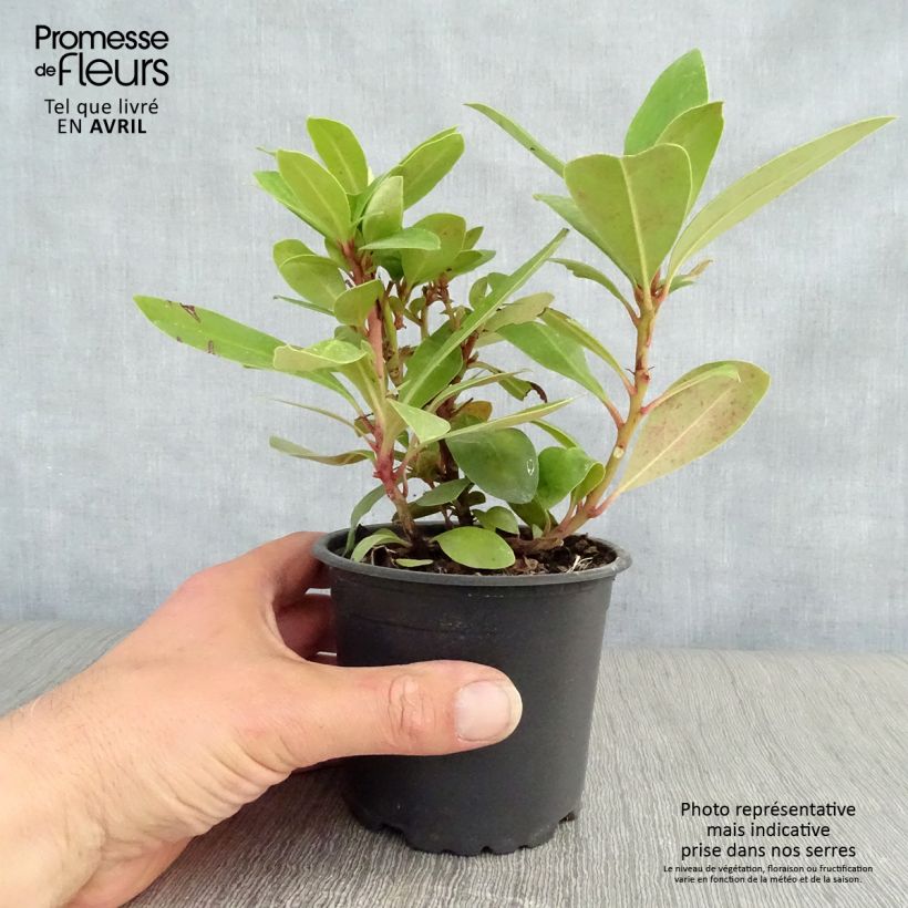 Exemplar von Rhododendron ponticum Topf 12 cm / 13 cm wie im Frühjahr geliefert