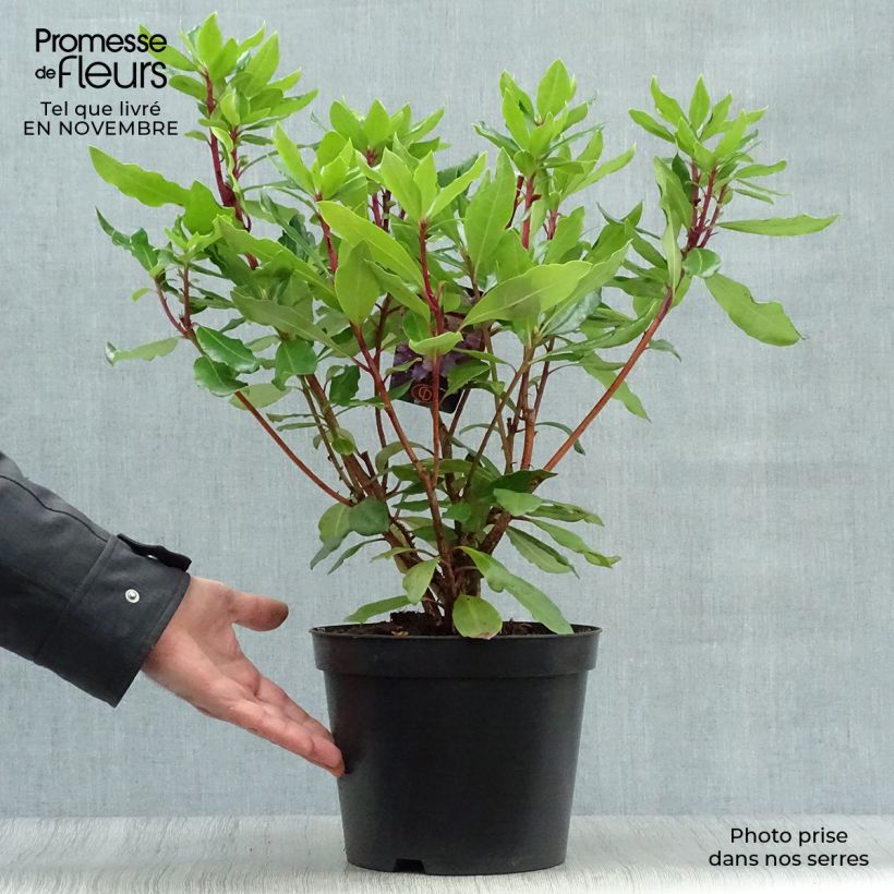 Exemplar von Rhododendron ponticum Topf mit 3L/4L wie im Herbst geliefert