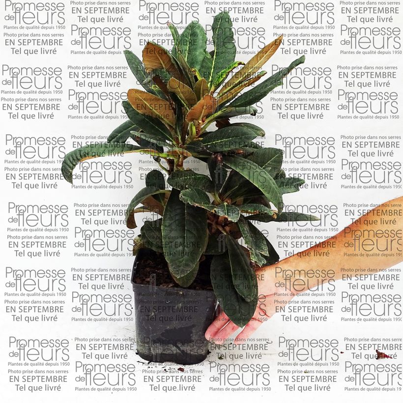 Beispiel eines Exemplars von Rhododendron rex Topf mit 3L/4L wie geliefert