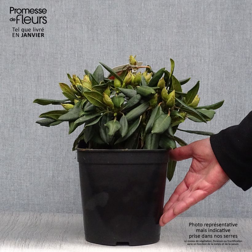 Exemplar von Rhododendron yakushimanum Barbarella Topf mit 4L/5L wie im Winter geliefert