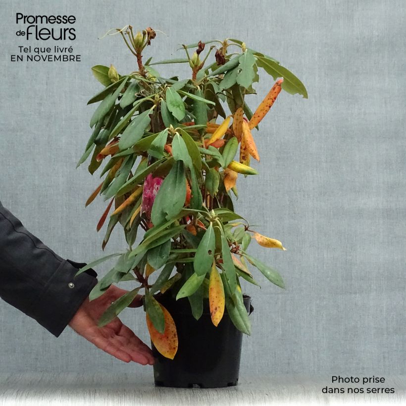 Exemplar von Rhododendron yakushimanum Caroline Allbrook Topf mit 2L/3L wie im Herbst geliefert
