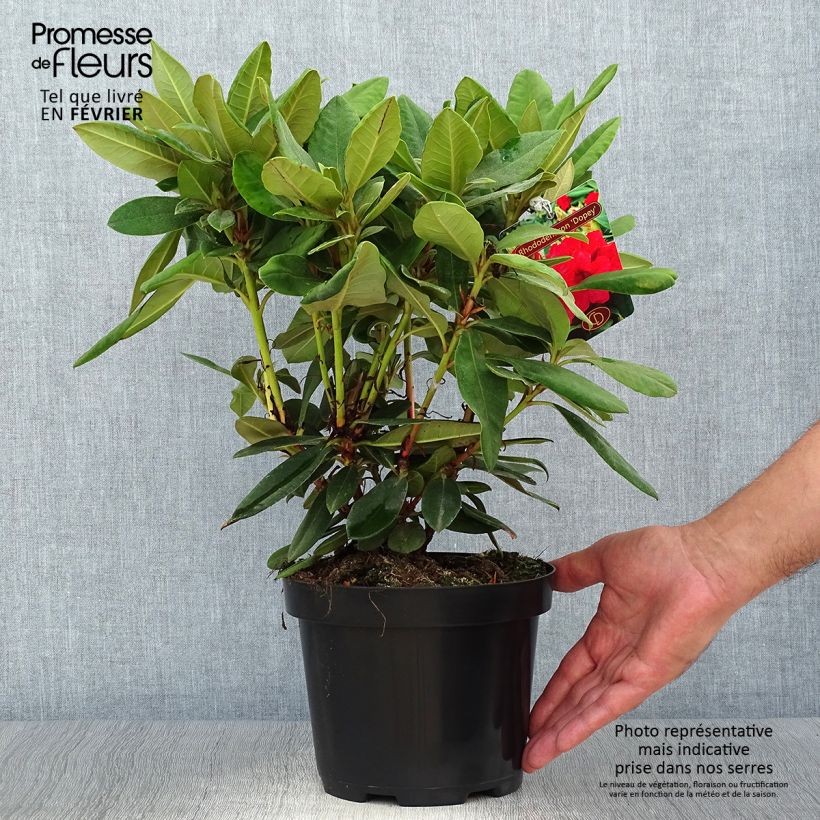 Exemplar von Rhododendron yakushimanum Dopey Topf mit 2L/3L wie im Herbst geliefert