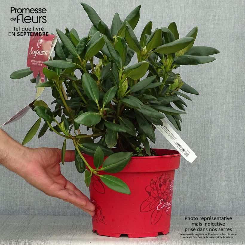 Exemplar von Rhododendron yakushimanum Easydendron Bohlken's Laura Topf mit 4L/5L wie im Herbst geliefert