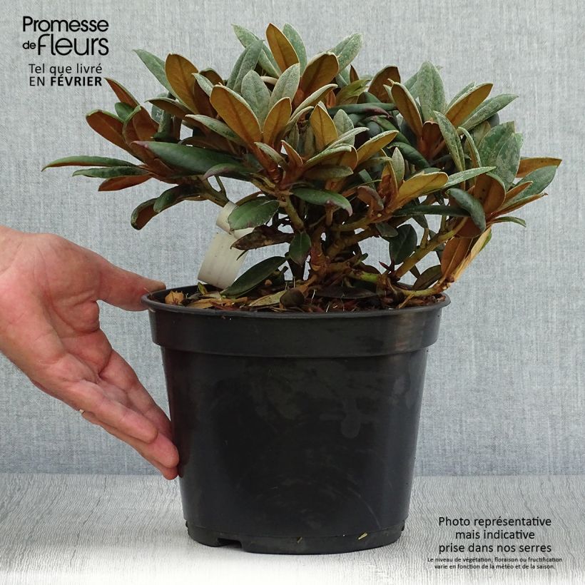 Exemplar von Rhododendron yakushimanum Grumpy Topf mit 3L/4L wie im Herbst geliefert