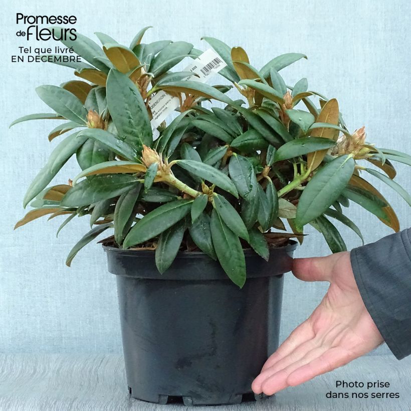 Exemplar von Rhododendron yakushimanum Grumpy Topf mit 3L/4L wie im Winter geliefert