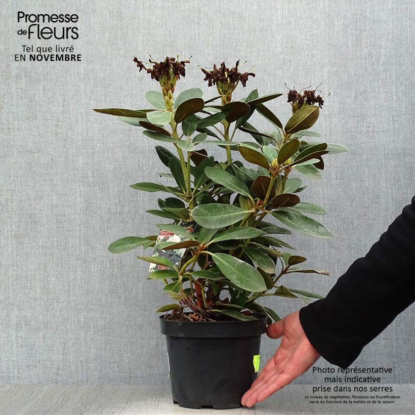 Exemplar von Rhododendron yakushimanum Silberwolke Topf mit 3L/4L wie im Herbst geliefert