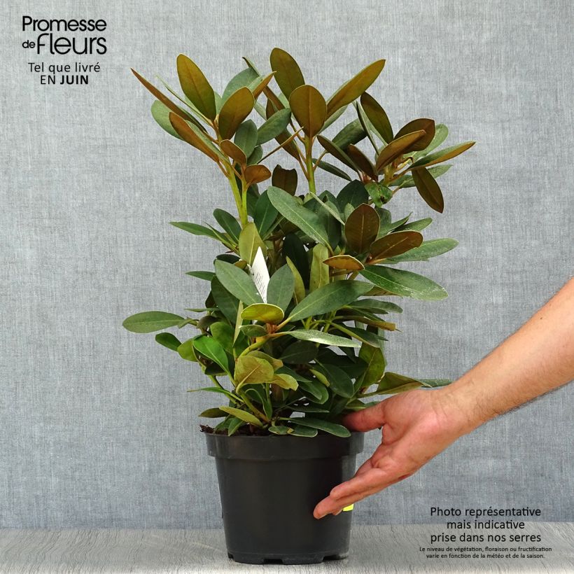 Exemplar von Rhododendron yakushimanum Silberwolke Topf mit 3L/4L wie im Sommer geliefert