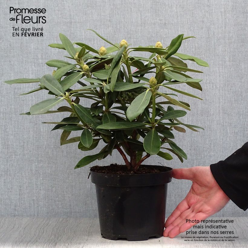 Exemplar von Rhododendron yakushimanum Sneezy Topf mit 2L/3L wie im Winter geliefert
