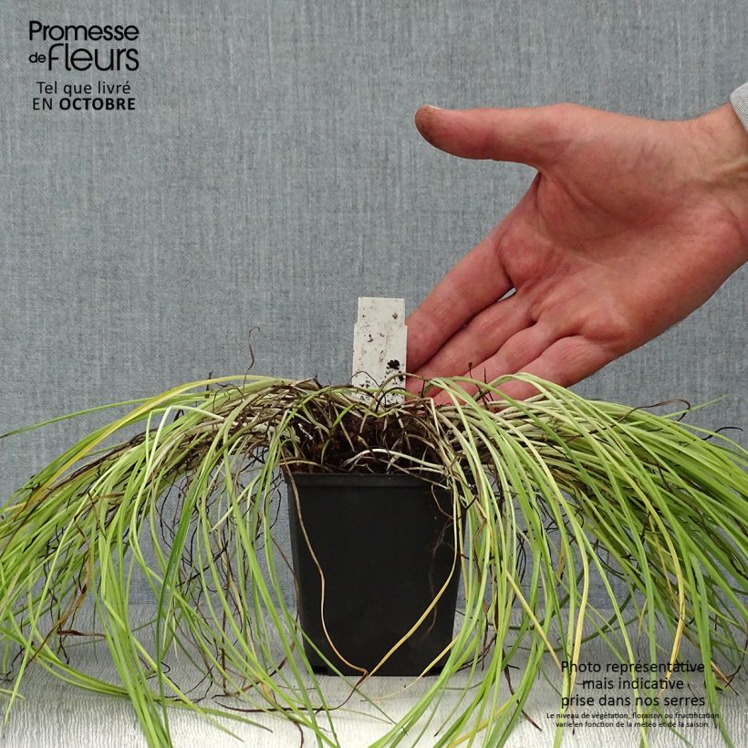 Exemplar von Rhodohypoxis Fairytale - Grasstern Kleine Töpfe von 8/9 cm wie im Herbst geliefert