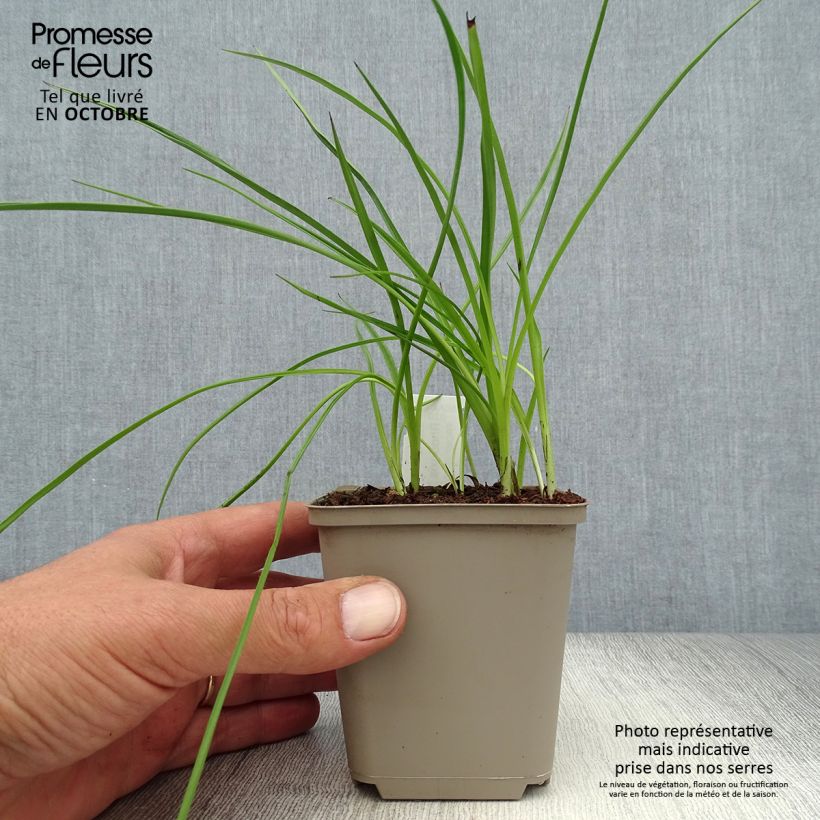 Exemplar von Rhodohypoxis Beverly - Grasstern Kleine Töpfe von 8/9 cm wie im Herbst geliefert