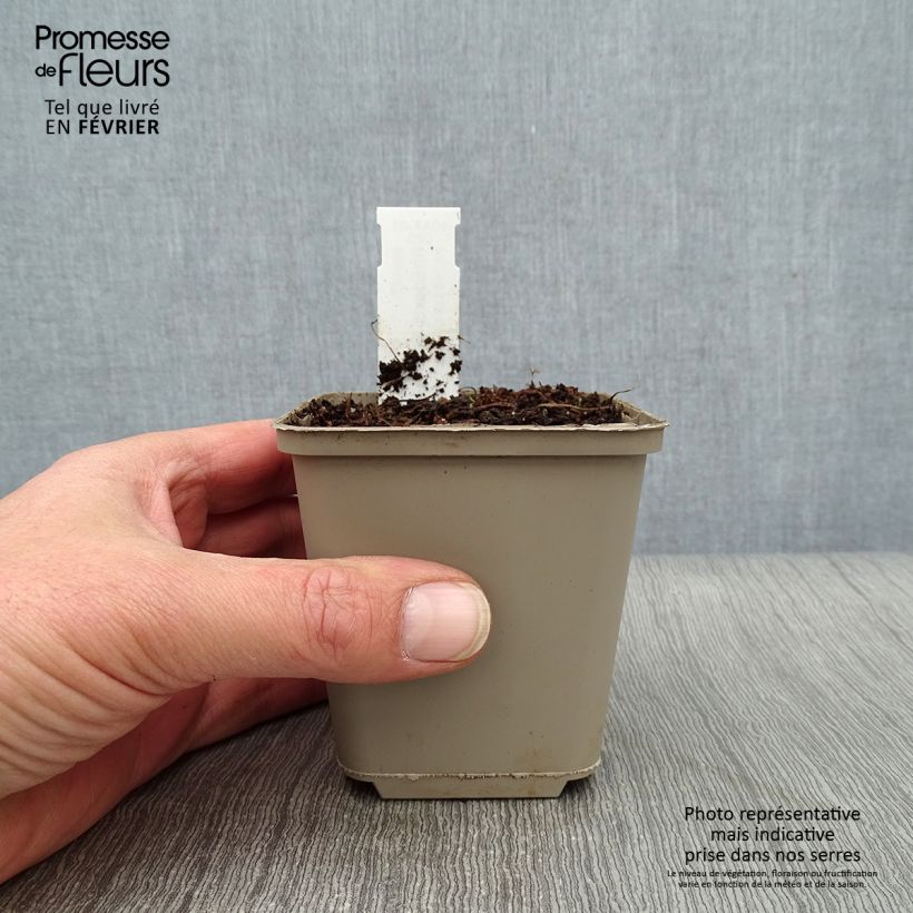 Exemplar von Rhodohypoxis Beverly - Grasstern Kleine Töpfe von 8/9 cm wie im Winter geliefert