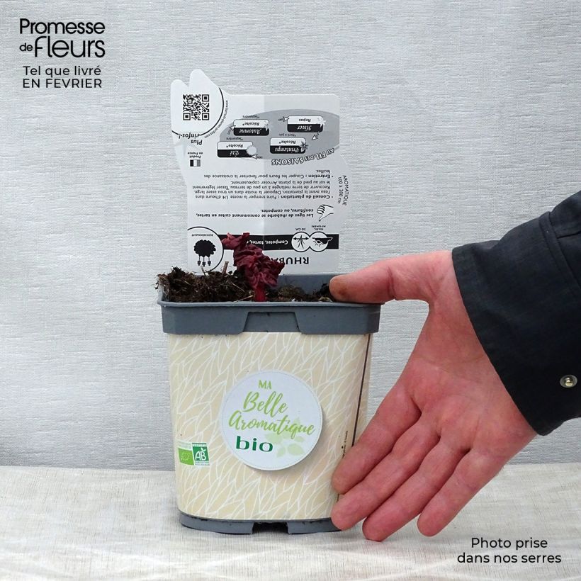 Exemplar von Rhapontik-Rhabarber - Rheum raponticum Topf mit 1L/1,5L wie im Winter geliefert