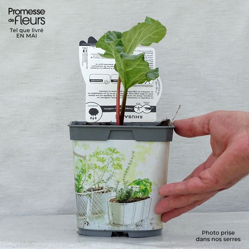 Exemplar von Rhapontik-Rhabarber - Rheum raponticum Topf mit 1L/1,5L wie im Frühjahr geliefert