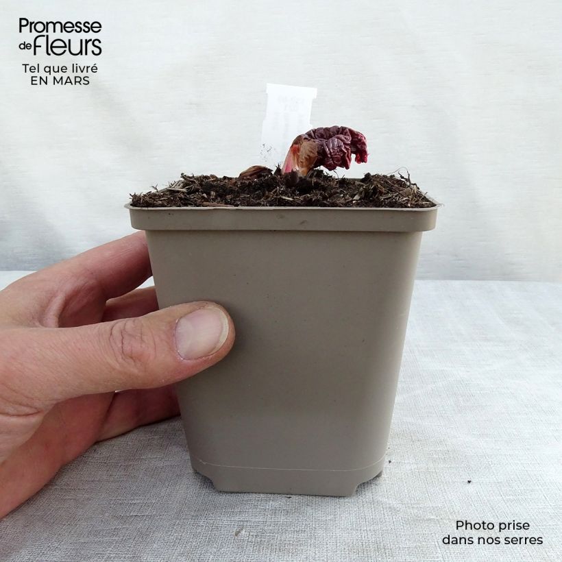 Exemplar von Rheum palmatum var. tanguticum - Handlappiger Rhabarber Kleine Töpfe von 8/9 cm wie im Winter geliefert