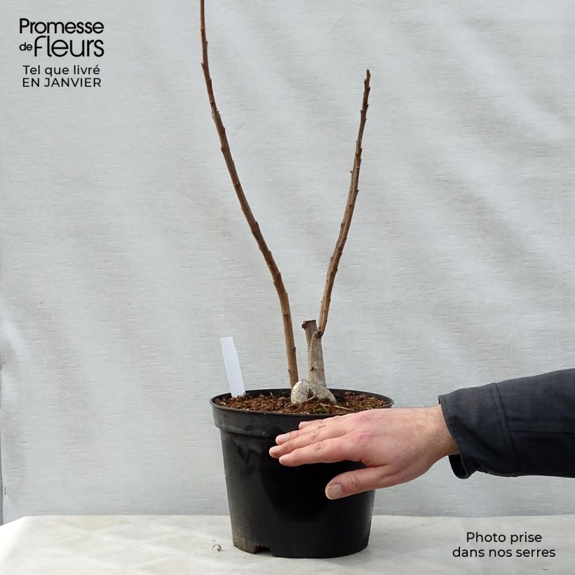 Exemplar von Rhus typhina - Essigbaum Topf mit 4L/5L wie im Winter geliefert