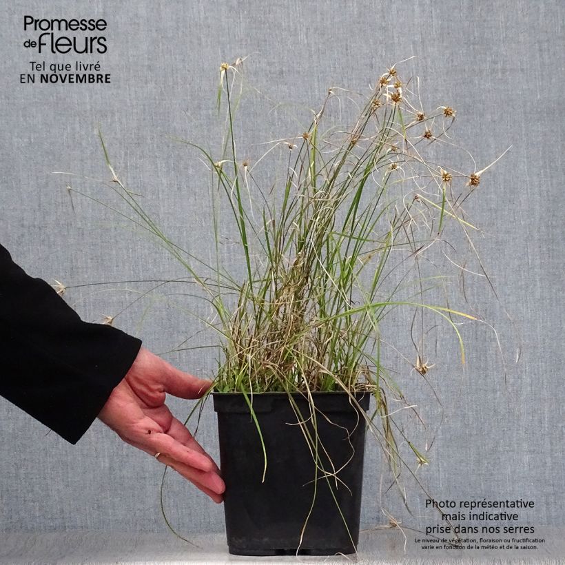 Exemplar von Rhynchospora colorata - Sterntänzer Topf mit 2L/3L wie im Herbst geliefert
