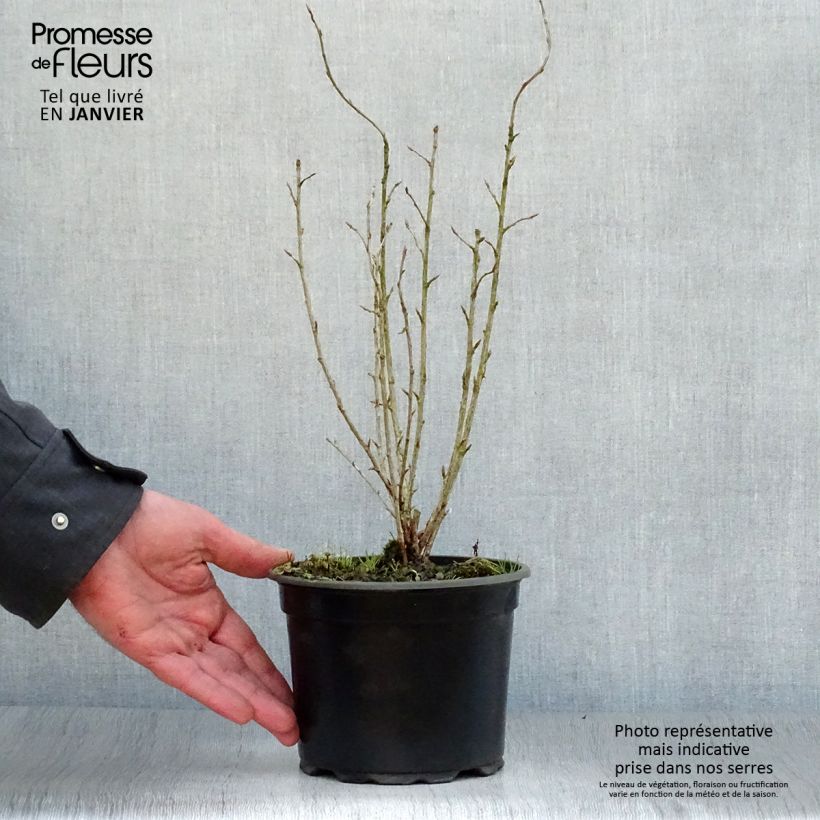 Exemplar von Alpen-Johannisbeere - Ribes alpinum Topf mit 2L/3L wie im Winter geliefert