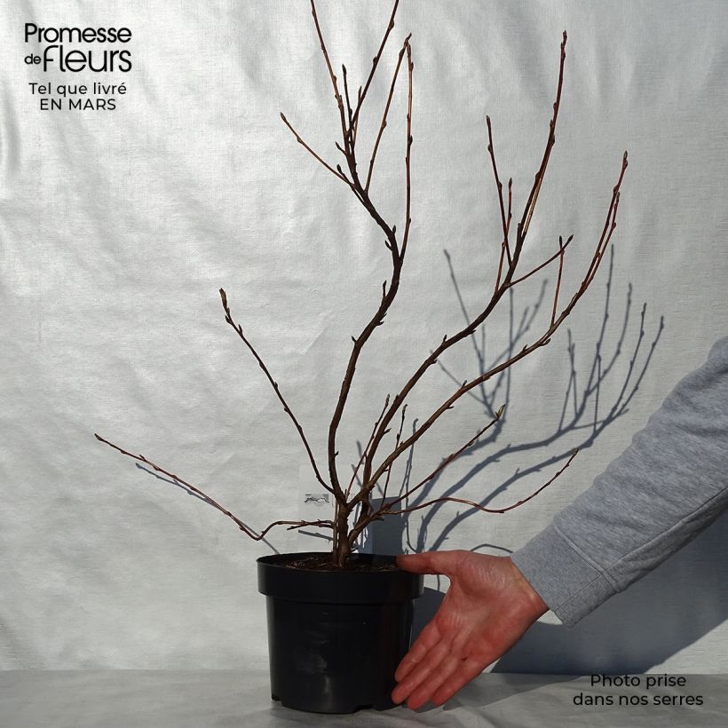 Exemplar von Gordon-Johannisbeere - Ribes gordonianum Topf mit 3L/4L wie im Frühjahr geliefert