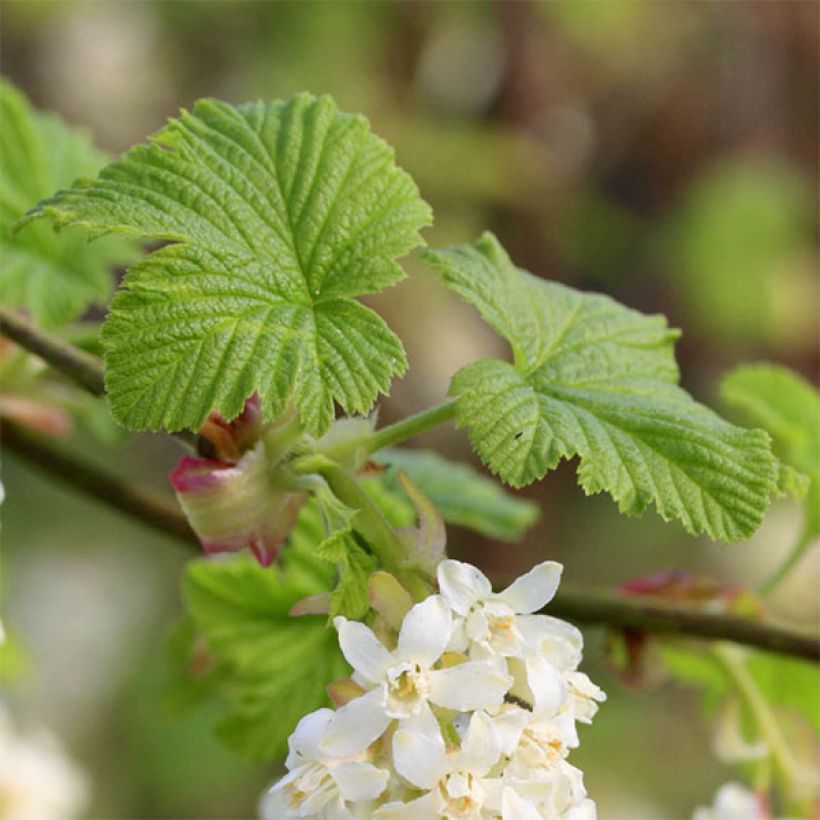Blut-Johannisbeere White Icicle - Ribes sanguineum (Laub)