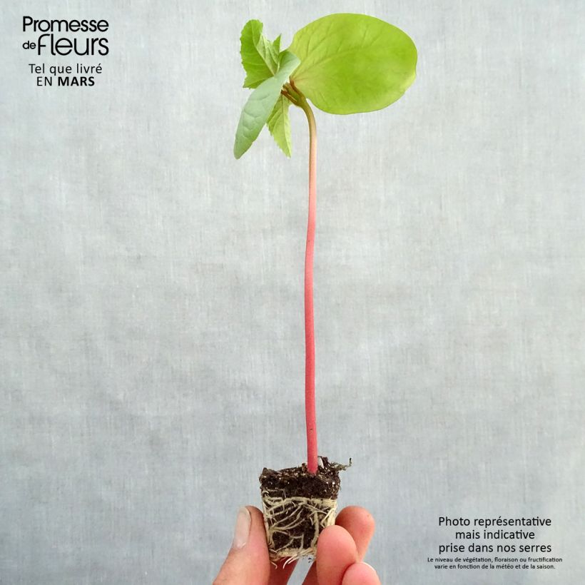 Exemplar von Ricinus communis Honolulu - Rizinus Mini-Plug Ø 3/4 cm wie im Frühjahr geliefert