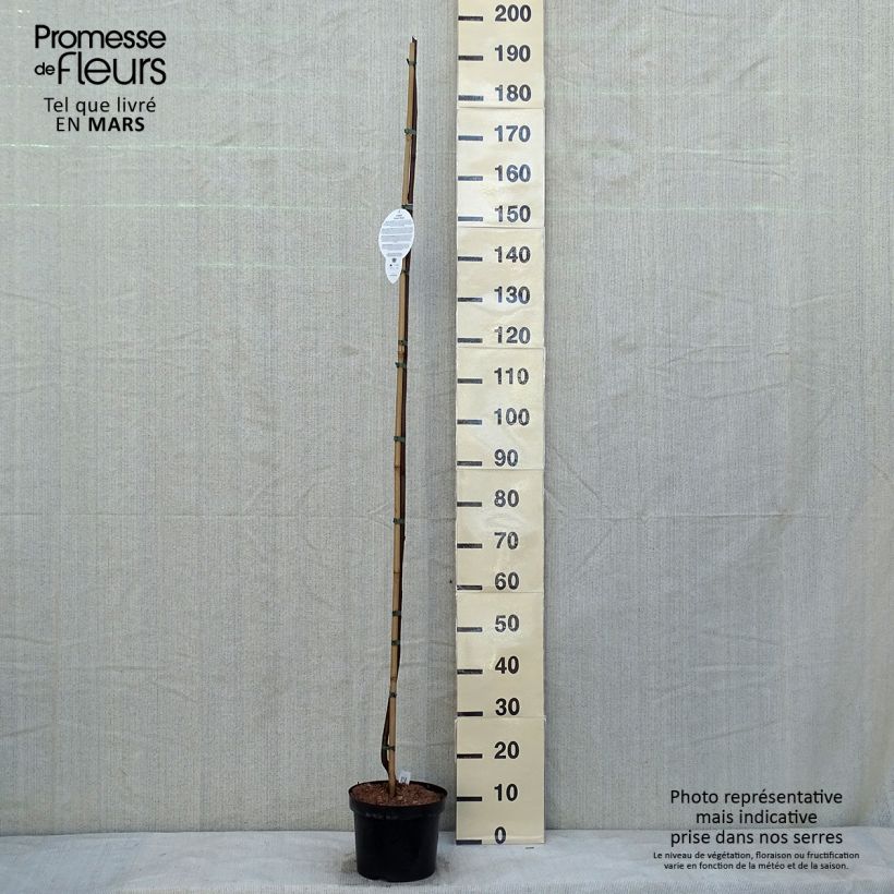 Exemplar von Robinia pseudoacacia Casque Rouge - Gewöhnliche Robinie Topf mit 4L/5L wie im Winter geliefert