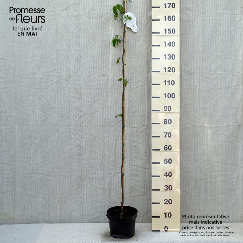 Exemplar von Robinia pseudoacacia Casque Rouge - Gewöhnliche Robinie Topf mit 4L/5L wie im Frühjahr geliefert