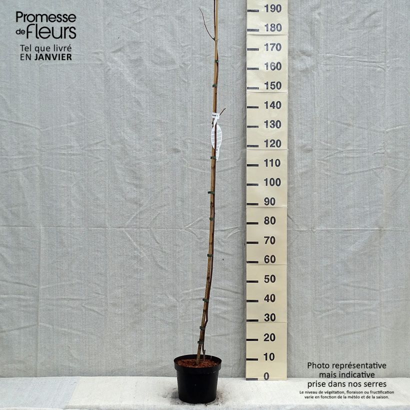 Exemplar von Robinia pseudoacacia Frisia - Gewöhnliche Robinie Topf mit 4L/5L wie im Winter geliefert