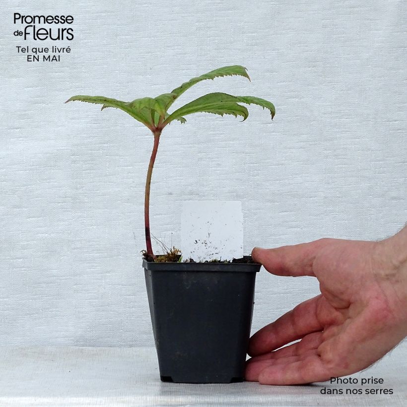 Exemplar von Rodgersia aesculifolia Irish Bronze - Schaublatt Kleine Töpfe von 8/9 cm wie im Frühjahr geliefert