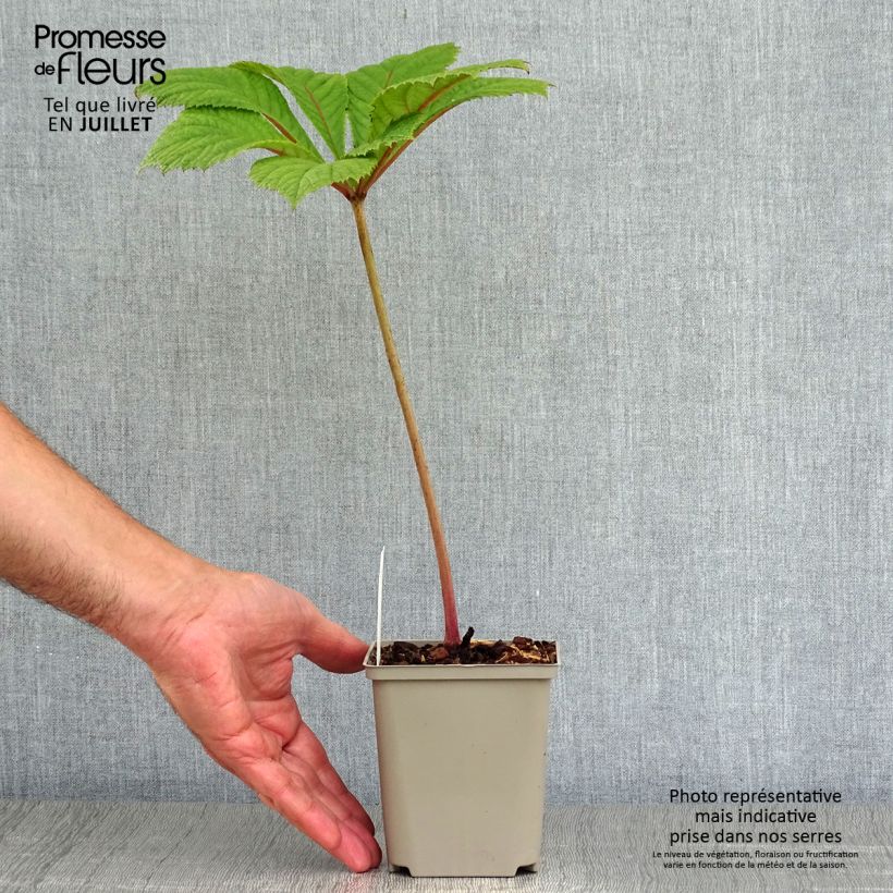 Exemplar von Rodgersia aesculifolia Irish Bronze - Schaublatt Kleine Töpfe von 8/9 cm wie im Sommer geliefert