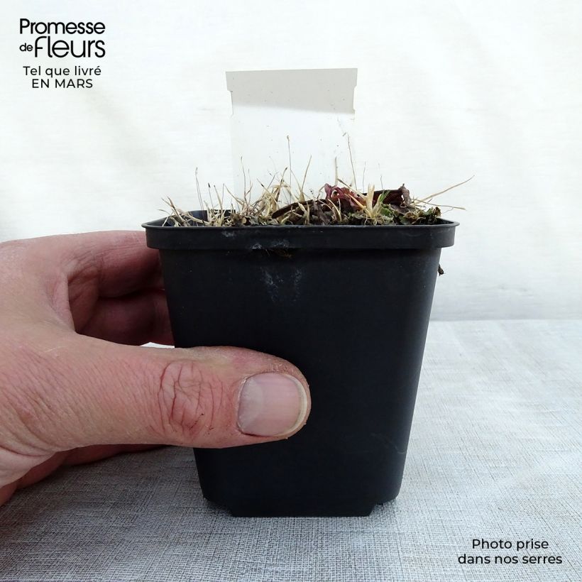 Exemplar von Rodgersia La Blanche - Schaublatt Kleine Töpfe von 8/9 cm wie im Frühjahr geliefert