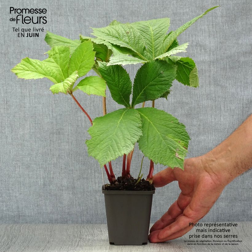 Exemplar von Rodgersia aesculifolia - Schaublatt Kleine Töpfe von 8/9 cm wie im Sommer geliefert