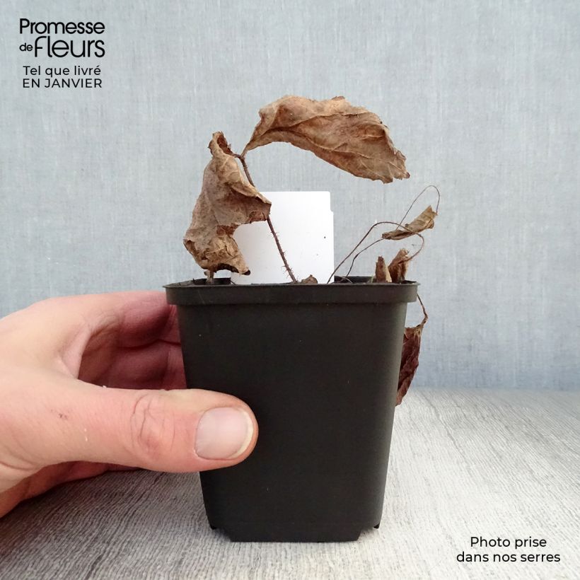 Exemplar von Rodgersia aesculifolia - Schaublatt Kleine Töpfe von 8/9 cm wie im Winter geliefert