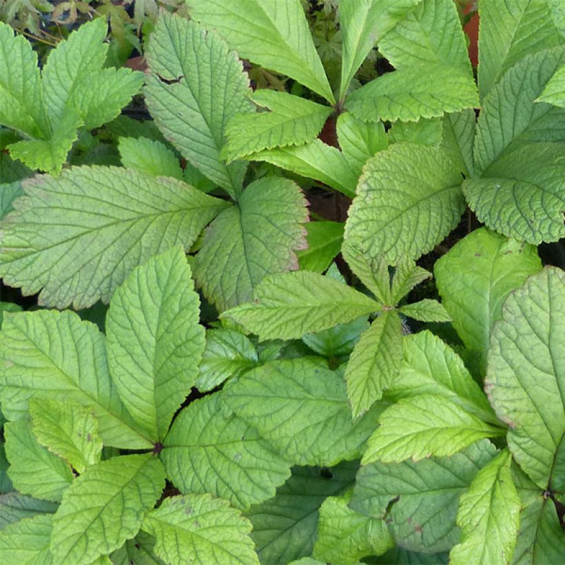 Rodgersia aesculifolia var. henrici - Schaublatt (Laub)