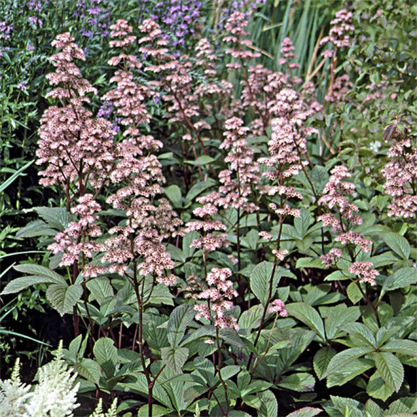 Rodgersia aesculifolia var. henrici - Schaublatt (Hafen)