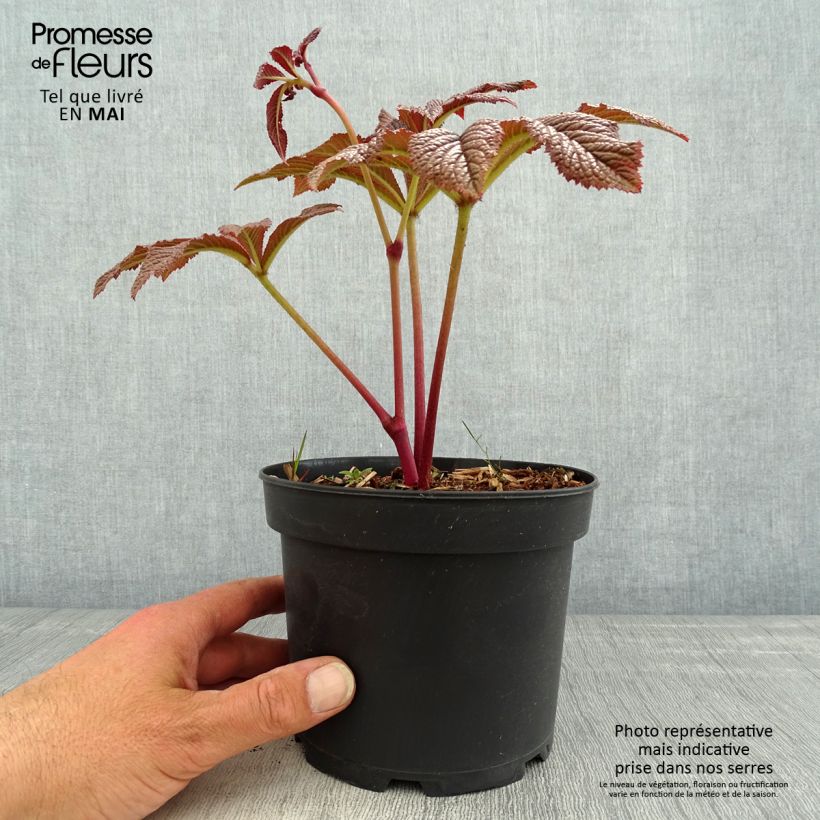 Exemplar von Rodgersia pinnata Bronze Peacock - Schaublatt Topf mit 2L/3L wie im Frühjahr geliefert