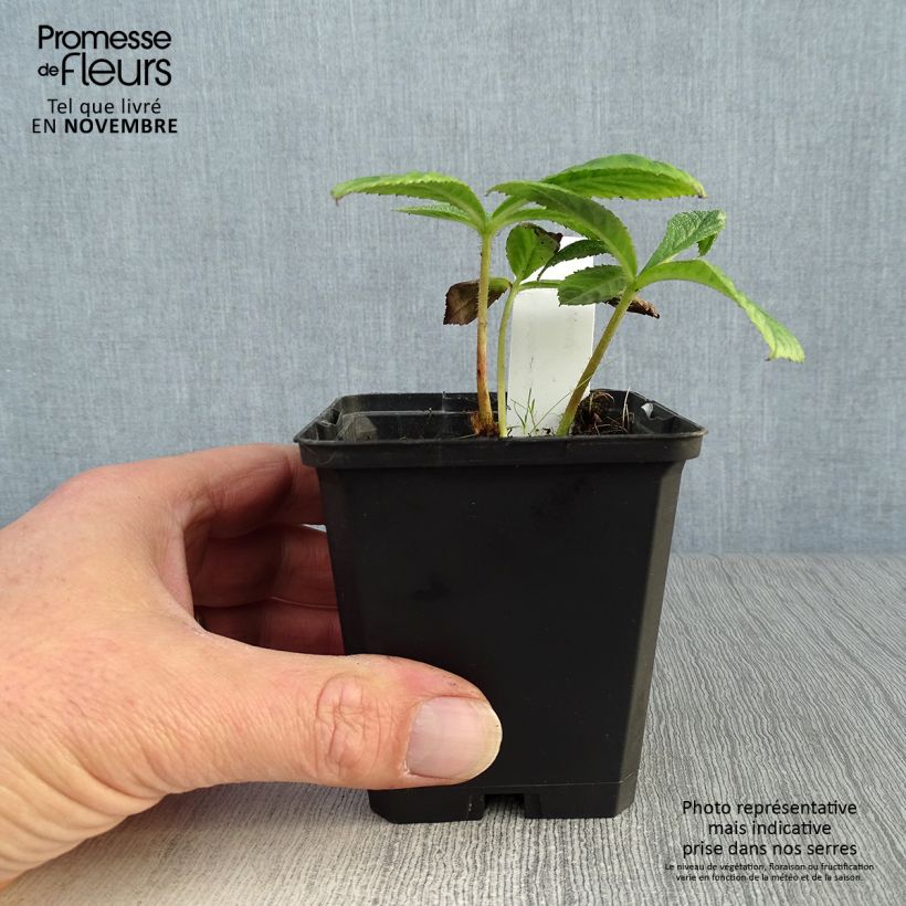 Exemplar von Rodgersia pinnata Chocolate Wings - Schaublatt Kleine Töpfe von 8/9 cm wie im Herbst geliefert