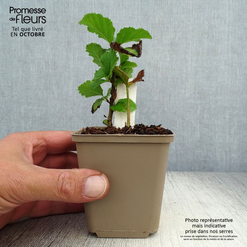 Exemplar von Rodgersia pinnata Dark Pokers - Schaublatt Kleine Töpfe von 8/9 cm wie im Herbst geliefert