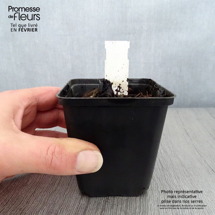 Exemplar von Rodgersia pinnata Dark Pokers - Schaublatt Kleine Töpfe von 8/9 cm wie im Winter geliefert