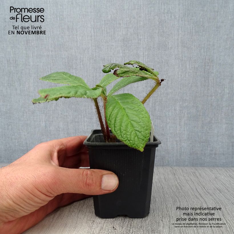 Exemplar von Rodgersia pinnata - Schaublatt Kleine Töpfe von 8/9 cm wie im Herbst geliefert