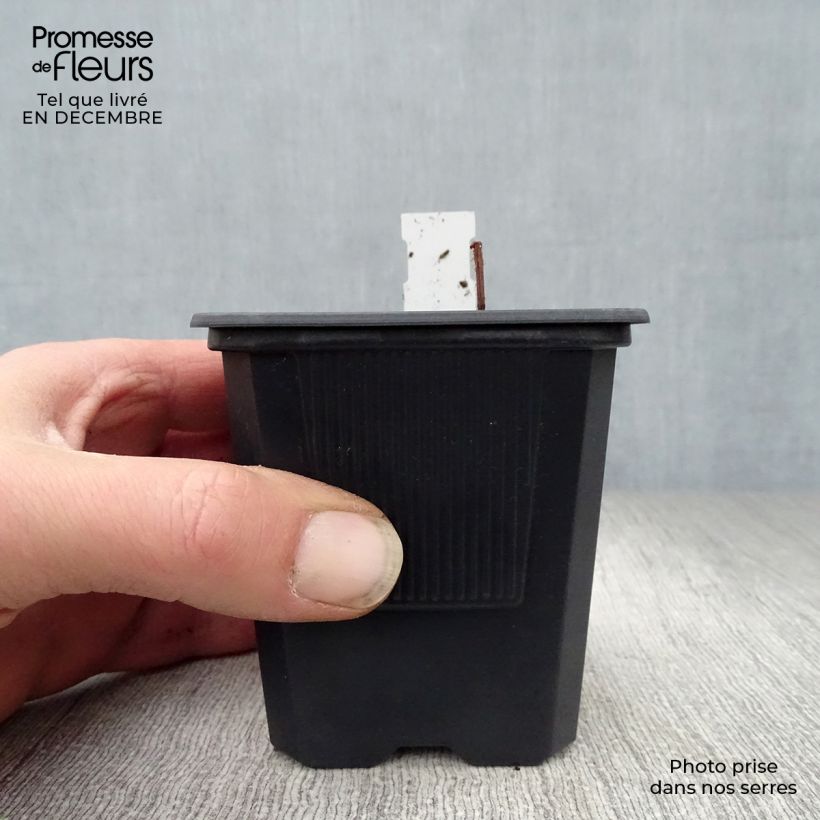 Exemplar von Rodgersia pinnata - Schaublatt Kleine Töpfe von 8/9 cm wie im Winter geliefert