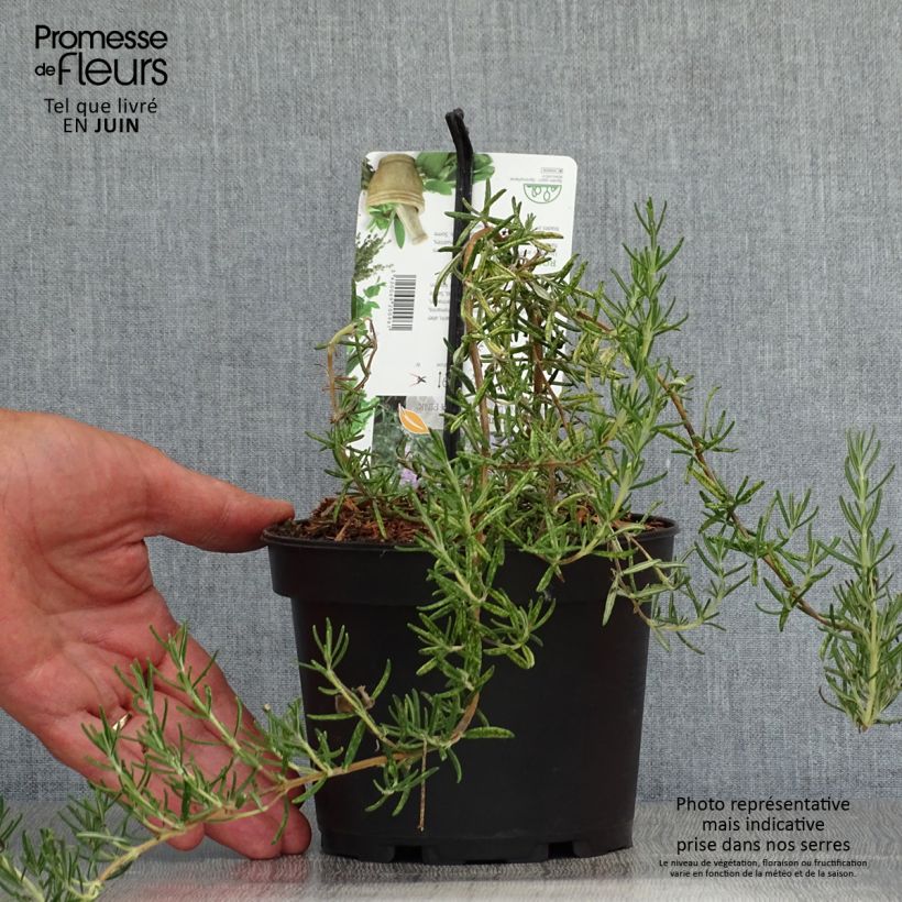 Exemplar von Rosmarin Majorca Pink - Rosmarinus officinalis Topf mit 1,5L/2L wie im Sommer geliefert