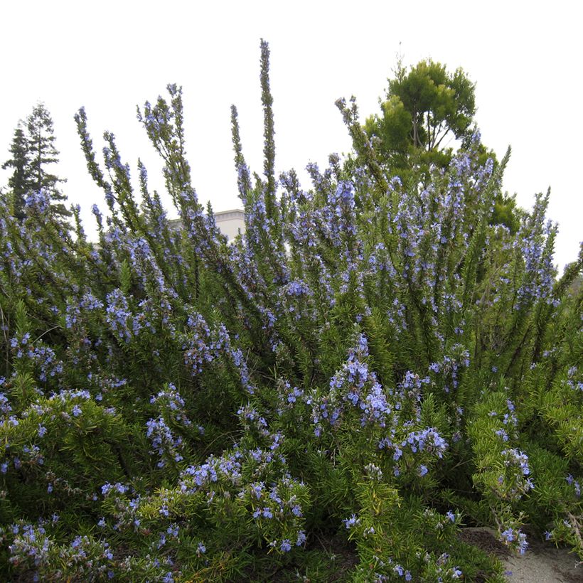 Rosmarin Tuscan Blue - Rosmarinus officinalis (Hafen)